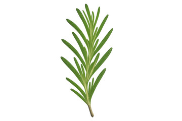 Obraz premium Fresh rosemary sprig for cooking and flavoring healthy food ingredients on transparent background