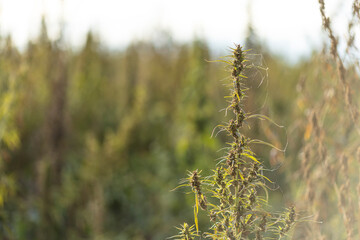 Field landscape with cannabis, used for medical treatment of fatal diseases like cancer, smoking for fun causing addiction, and for industrial use like constructions, textile production, insulation.