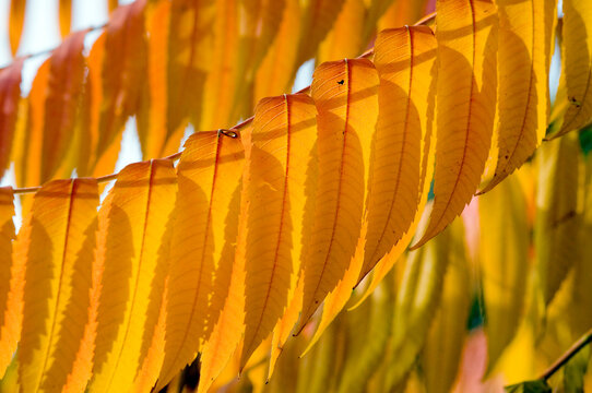 feuilles &agrave; contrejour 