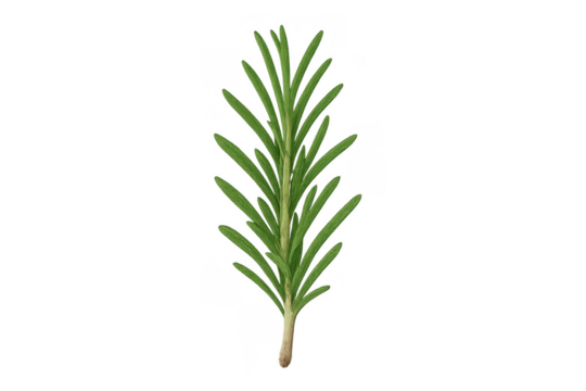 Fresh rosemary sprig, a popular green herb for cooking and enhancing food flavor, on transparent background