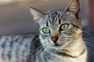 Portrait of a gray cat with green eyes. 