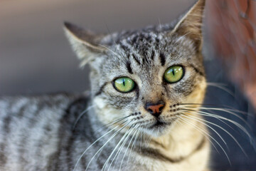 Fototapeta premium Portrait of a gray cat with green eyes. 
