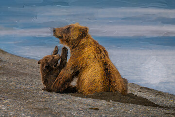 Oil painting of brown bear cub reaching for mama bear on a shoreline in Alaska