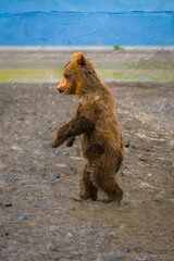 OIl painting of brown bear cub walking on hind legs in Alaska
