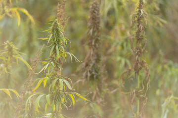 Field landscape with cannabis, used for medical treatment of fatal diseases like cancer, smoking for fun causing addiction, and for industrial use like constructions, textile production, insulation.