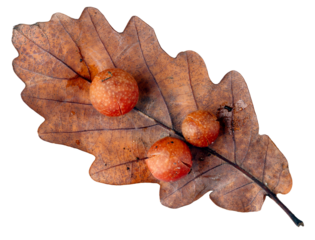A ball on an oak leaf called a gall. Isolated background.