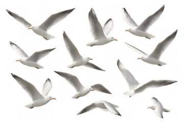 Flying seagulls in different poses creating a pattern, representing freedom and flight, isolated on a transparent background