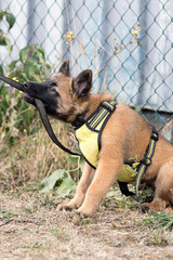 chiot berger belge malinois