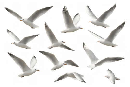 Flying seagulls in different poses creating a pattern, representing freedom and flight, isolated on a transparent background