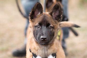 chiot berger belge malinois © beatrix kido