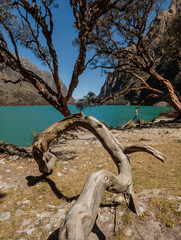Fototapeta premium A hiker stands by the vibrant turquoise water of a glacial lake in the Peruvian Andes, framed by native Queñua trees. A stunning high-altitude landscape in the Cordillera Blanca.