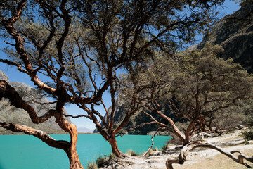 A hiker stands by the vibrant turquoise water of a glacial lake in the Peruvian Andes, framed by native Queñua trees. A stunning high-altitude landscape in the Cordillera Blanca.