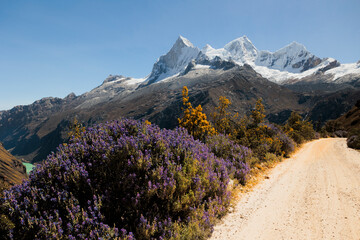 A scenic dirt road in the Andes, Ancash, Peru, lined with purple wildflowers (Lupinus). The majestic snow-capped peaks of Nevado Huandoy rise in the background under a clear blue sky.