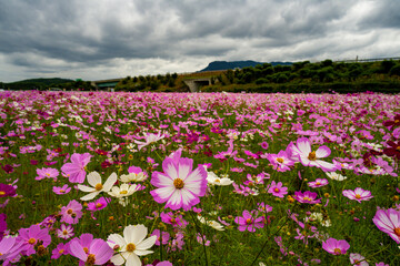 三光コスモス園
