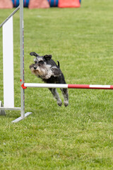 schnauzer en agility