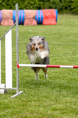berger des shetland en agility 