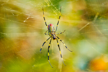 Joro spider in a web at Roswell boardwalk in Roswell Georgia.
