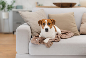 Adorable Jack Russell Terrier dog lying with a soft blanket on a modern sofa in a bright pastel living room