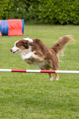 border collie en agility
