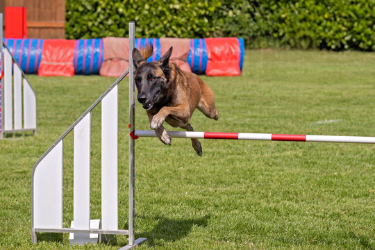 berger belge malinois en agility