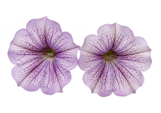 Two delicate purple petunia flowers with intricate veining, isolated on transparent background