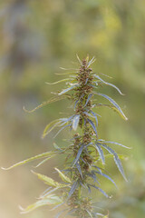 Field landscape with cannabis, used for medical treatment of fatal diseases like cancer, smoking for fun causing addiction, and for industrial use like constructions, textile production, insulation.