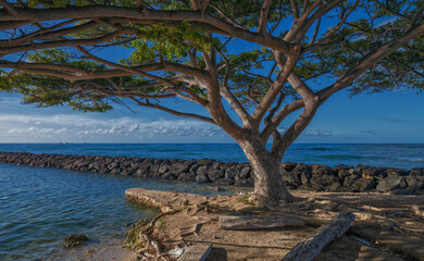 Hawaiian Monkey Pod Tree Growing on the Edge of the Sea in the Hawaiian Islands.