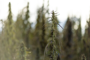 Field landscape with cannabis, used for medical treatment of fatal diseases like cancer, smoking for fun causing addiction, and for industrial use like constructions, textile production, insulation.