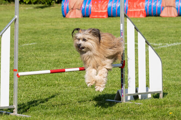 berger des Pyr&eacute;n&eacute;es 