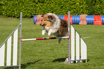 colley en agility