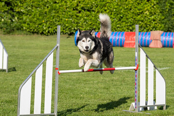 husky en agility