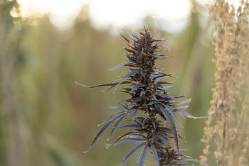 Field landscape with cannabis, used for medical treatment of fatal diseases like cancer, smoking for fun causing addiction, and for industrial use like constructions, textile production, insulation.