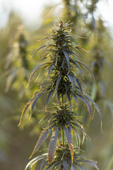 Field landscape with cannabis, used for medical treatment of fatal diseases like cancer, smoking for fun causing addiction, and for industrial use like constructions, textile production, insulation.