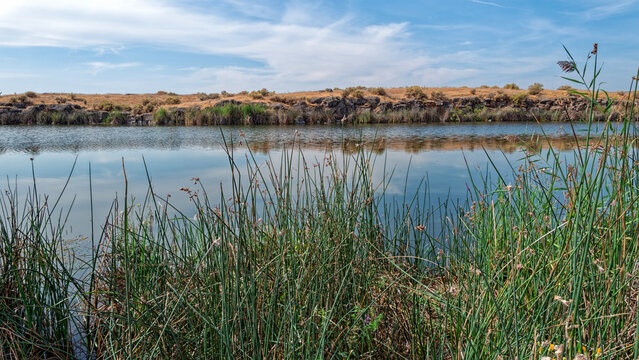 Common spikerush thrives alone the shore of Hutchinson Lake in the Palouse region of Washington state, USA