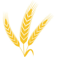 Golden Wheat Stalks Against Transparent Background symbolizes Harvest Agriculture and Grain production
