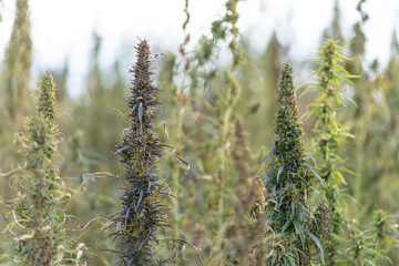 Field landscape with cannabis, used for medical treatment of fatal diseases like cancer, smoking for fun causing addiction, and for industrial use like constructions, textile production, insulation.