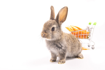 Lovely bunny easter fluffy baby rabbit love to eat carrot holding shopping cart full of green vegetable, carrots, on nature white background. Delicious healthy green good food. Healthy lifestyle. 