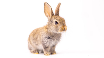 Baby bunny easter fluffy rabbits posing on white nature background on sunny day, Lovely mammal with beautiful bright eyes in nature life. Symbol animal of easter day. Healthy rabbit in many colors. 