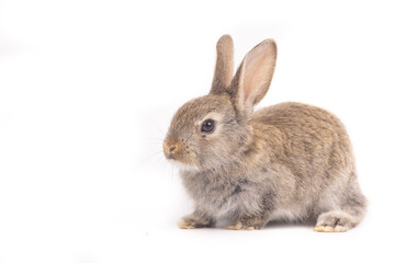 Baby bunny easter fluffy rabbits posing on white nature background on sunny day, Lovely mammal with beautiful bright eyes in nature life. Symbol animal of easter day. Healthy rabbit in many colors. 