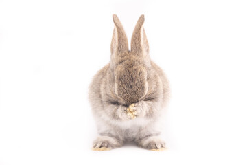 Baby bunny easter fluffy rabbits posing on white nature background on sunny day, Lovely mammal with beautiful bright eyes in nature life. Symbol animal of easter day. Healthy rabbit in many colors. 