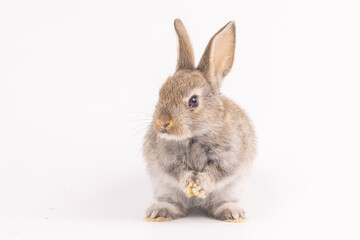 Baby bunny easter fluffy rabbits posing on white nature background on sunny day, Lovely mammal with beautiful bright eyes in nature life. Symbol animal of easter day. Healthy rabbit in many colors. 