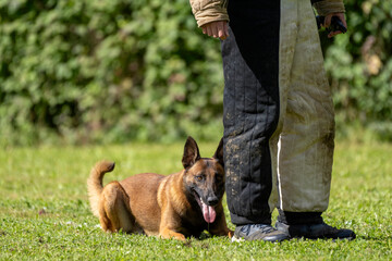 berger belge malinois en ring 