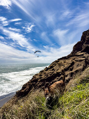 A dog standing on the dunes while a paraglider flies over the New Zealand coast &mdash; two figures sharing the same wild and peaceful landscape.