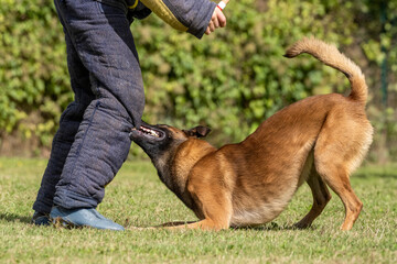 berger belge malinois en ring 