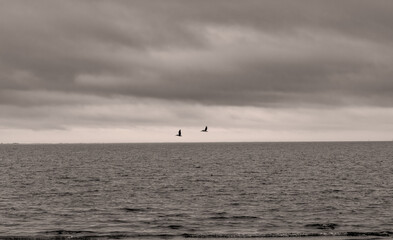Fototapeta premium Pair of pelicans flying over the sea