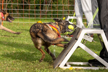 berger belge malinois en flyball