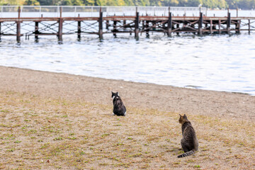 北海道洞爺湖町、湖畔でくつろぐ2匹の野良猫【9月】