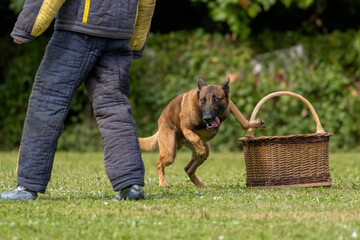 berger belge malinois en ring 