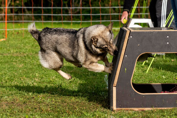 spitz des wisigoths en flyball