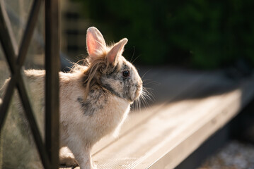 Side View of a Tricolor Lionhead Rabbit on a Wooden Bench